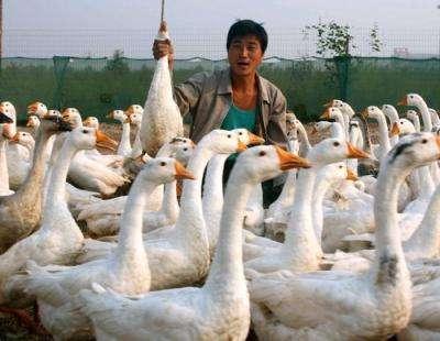 养鹅视频在线观看,跟随养鹅视频,解锁鹅场养殖新技能 第1张 养鹅视频在线观看,跟随养鹅视频,解锁鹅场养殖新技能 第1张